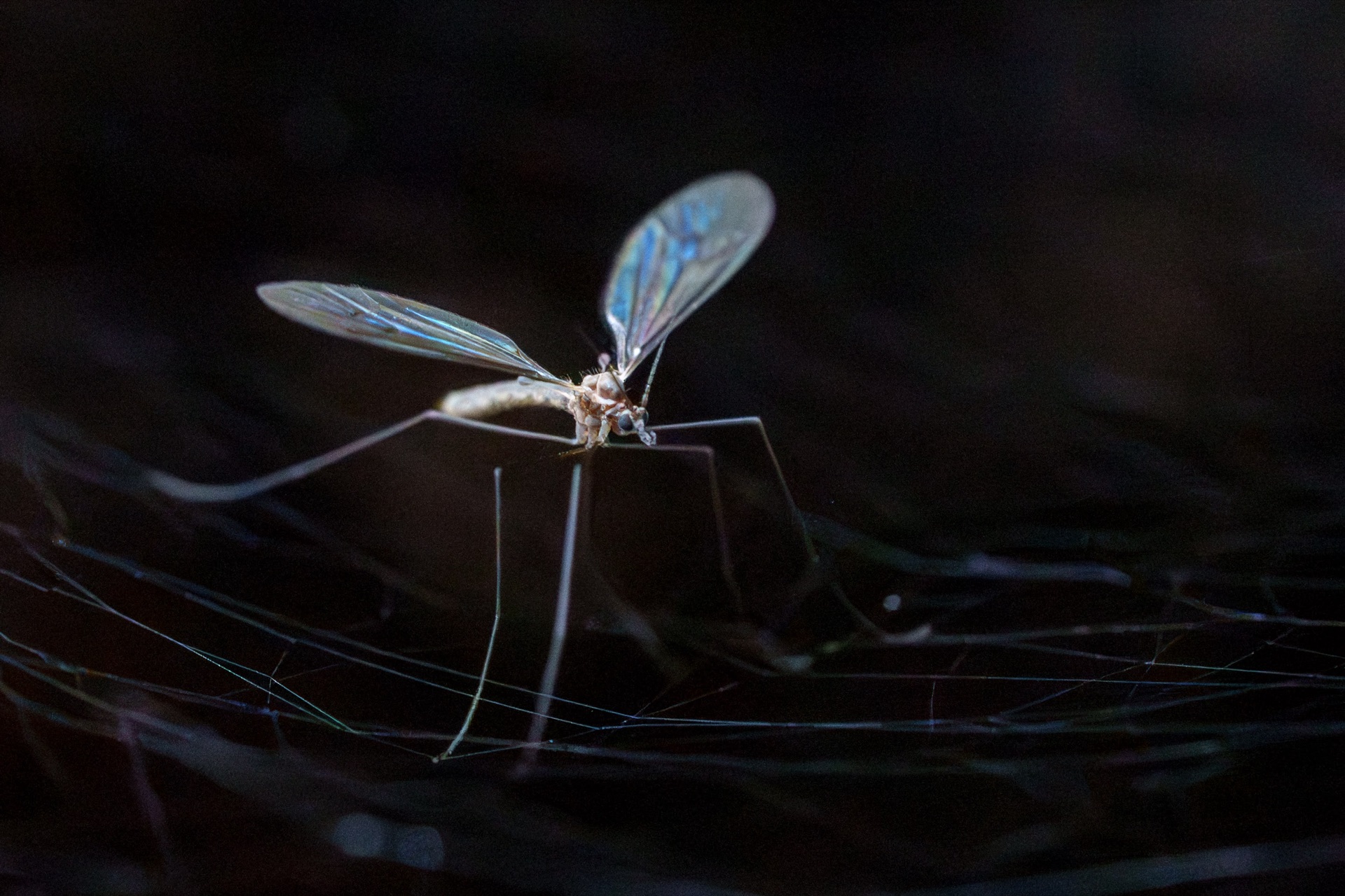 Crane fly on near-black spider web